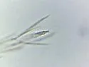 Pseudosinella sexoculata - photo 3