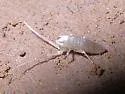 Pseudosinella spinosa