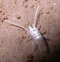 Pseudosinella spinosa - photo 2