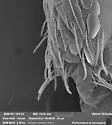 Pseudosinella violenta - Pseudosinella violenta