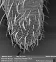 Pseudosinella violenta - photo 2