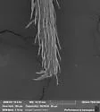 Pseudosinella violenta - photo 3