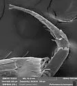 Pseudosinella violenta - photo 4