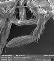 Pseudosinella violenta - photo 5