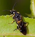 Pseudosiobla excavata - photo 2