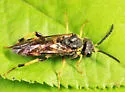 Pseudosiobla excavata - photo 3