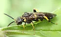 Pseudosiobla excavata - photo 4
