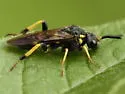 Pseudosiobla excavata - photo 5