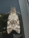 Tetrio Sphinx - Hodges#7830 - photo 5