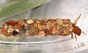 Pseudostenophylax sparsus - photo 2