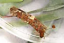 Pseudostenophylax sparsus - photo 3