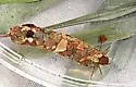 Pseudostenophylax sparsus - photo 4