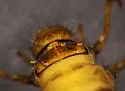 Pseudostenophylax sparsus - photo 5