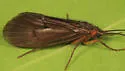 Pseudostenophylax uniformis