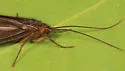 Pseudostenophylax uniformis - photo 2