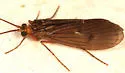 Pseudostenophylax uniformis - photo 3