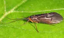 Pseudostenophylax uniformis - photo 4