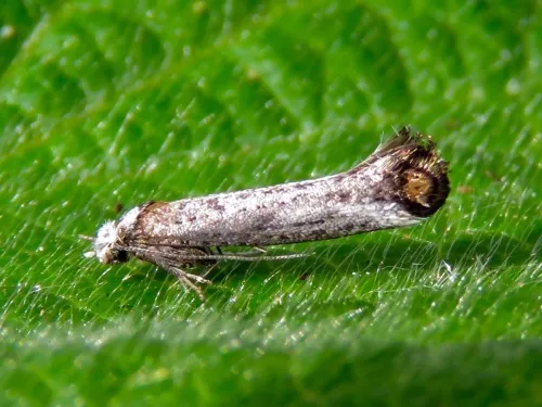 Pseudoswammerdamia combinella