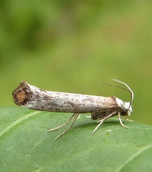 Pseudoswammerdamia combinella - photo 2