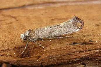 Pseudoswammerdamia combinella - photo 3