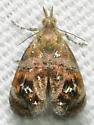 Pseudotebenna carduiella - Hodges#2649