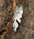 Pseudotelphusa basifasciella - Hodges#1868