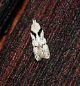 Pseudotelphusa basifasciella - Hodges#1868 - photo 2