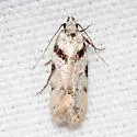 Pseudotelphusa basifasciella - Hodges#1868 - photo 4