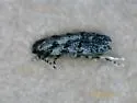 Pseudotelphusa fuscopunctella - Hodges#1871
