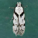 Pseudotelphusa palliderosacella - Hodges#1873