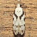Pseudotelphusa palliderosacella - Hodges#1873 - photo 3