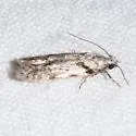 Pseudotelphusa palliderosacella - Hodges#1873 - photo 4