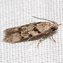 Pseudotelphusa quercinigracella - Hodges#1874