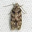 Pseudotelphusa quercinigracella - Hodges#1874 - photo 4