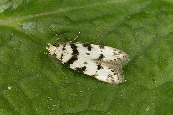Pseudotelphusa scalella - Pseudotelphusa scalella