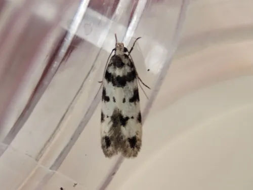 Pseudotelphusa scalella - photo 2