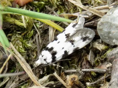 Pseudotelphusa scalella - photo 3