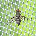 Pseudotephritina cribellum