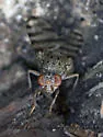 Pseudotephritina cribellum - photo 3