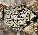 Pseudotephritina cribellum - photo 4