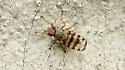 Pseudotephritina cribellum - photo 5