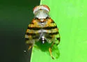 Pseudotephritina inaequalis