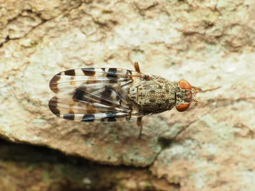 Pseudotephritis approximata - Pseudotephritis approximata