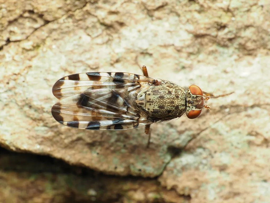 Pseudotephritis approximata - photo 2