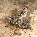 Pseudotephritis corticalis - photo 2