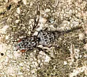 Pseudotephritis corticalis - photo 3