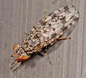 Pseudotephritis corticalis - photo 4
