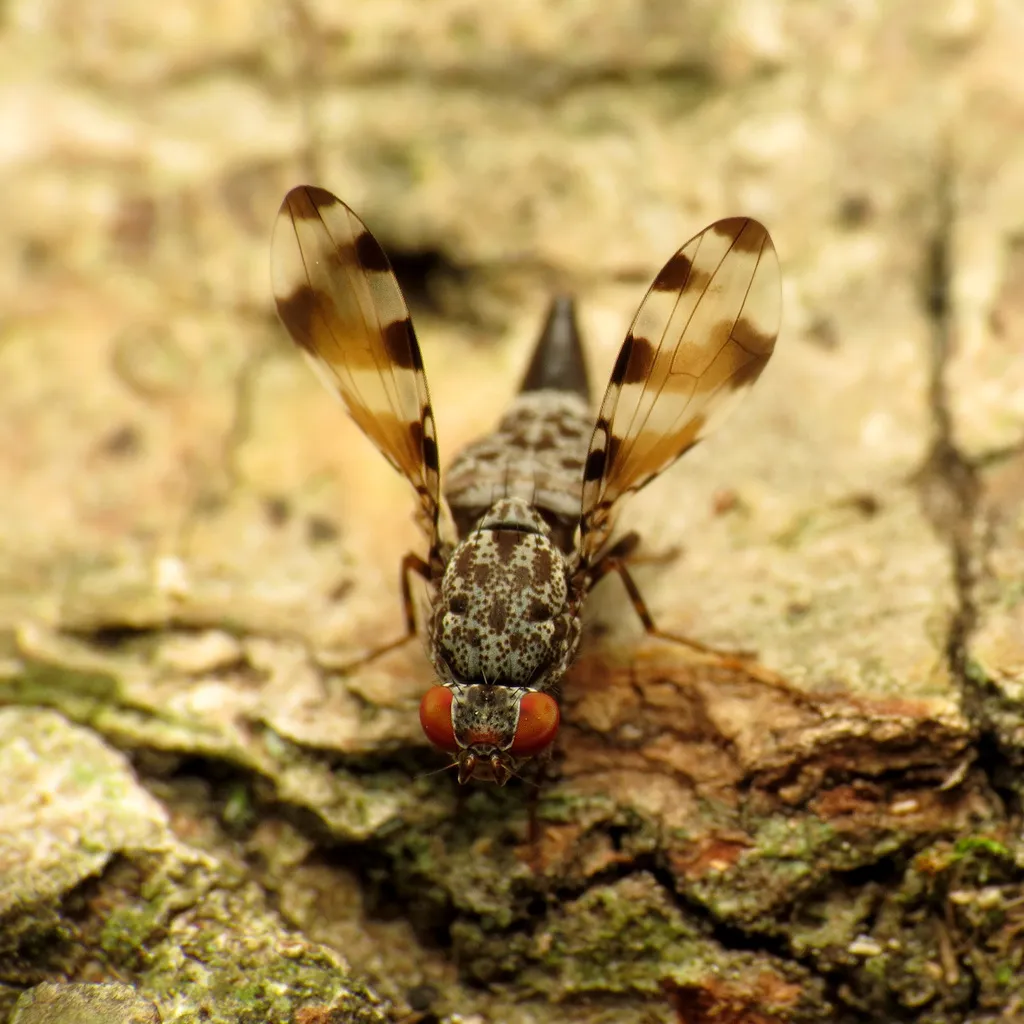 Pseudotephritis vau - photo 2
