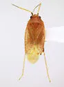 Pseudothenicus rubropunctatus - Pseudothenicus rubropunctatus