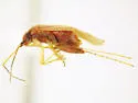 Pseudothenicus rubropunctatus - photo 2